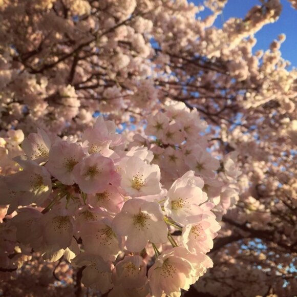 Meet your Posher, Elisa - Picture 1 of 2